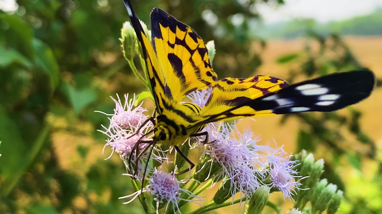 False Tiger Moth on Jack in the Bush Flower with Gentle Breeze
