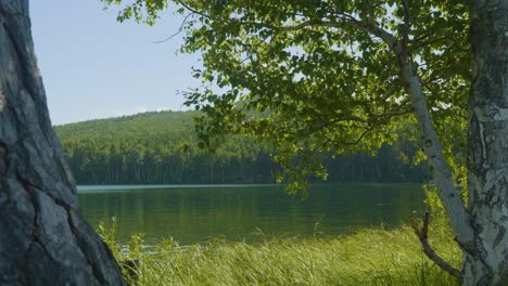 peaceful lakeside scenery with birch trees