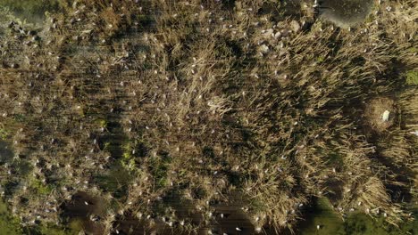 flock of birds foraging and resting on the islet in the lake in summer