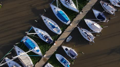 aerial lowering on sailboats docked inline surrounded by aquatic perennial plants in olivos port, buenos aires