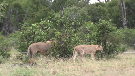 macho y hembra de león caminan juntos a lo largo de un camino en un safari de arbustos africanos