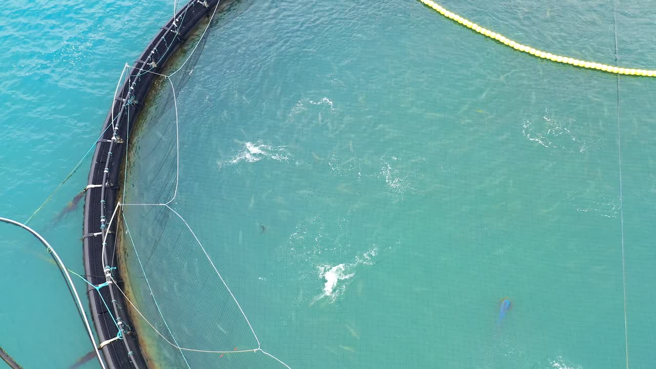 노르웨이에서 연어  ⁇ 시를 하는 공중 촬영