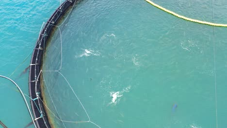 aerial footage farm salmon fishing in norway