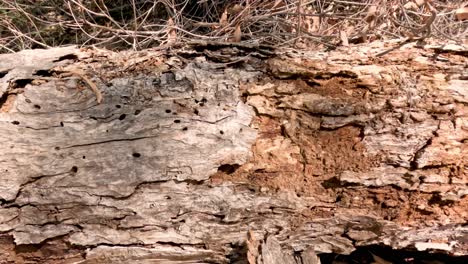 time-lapse of a log's gradual decomposition