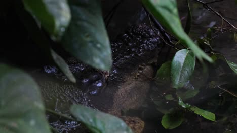 un zoom out mientras el agua se mueve mientras el cocodrilo de estuario respira y también se llama cocodrilo de agua salada crocodylus porosus, filipinas