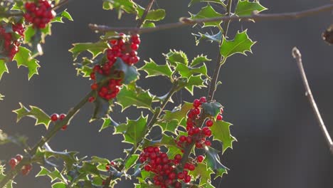 Bright red holly berries on a holly bush
