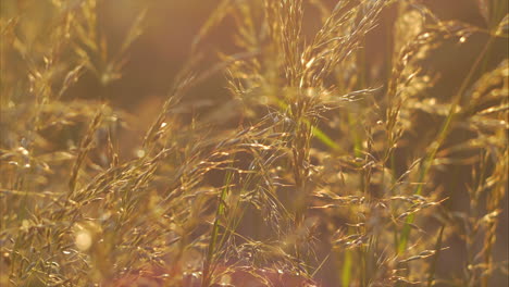 Sonnenlicht-Tanzt-Zur-Goldenen-Stunde-Durch-Schönes-Gras,-Nahaufnahme