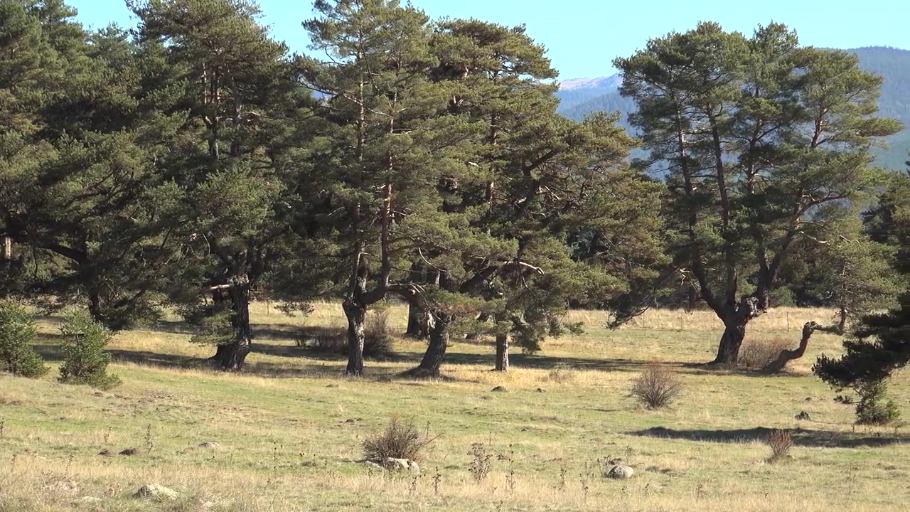 Vista panoramica di una pineta e un prato erboso in autunno