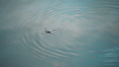 water strider jumps on water surface with reflection, close up, static shot