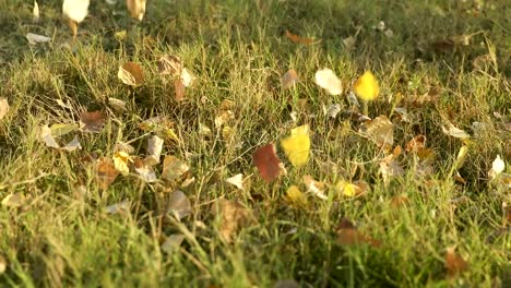 Vergilbte-Blätter,-Die-Im-Herbst-Auf-Den-Boden-Fallen