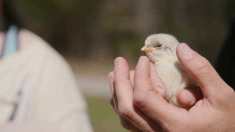 slow motion footage of a person holding a small chick and petting it's head with their thumb