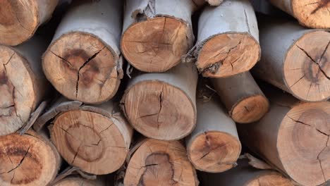 Stack-of-wooden-logs,-freshly-cut-timber-piled-up