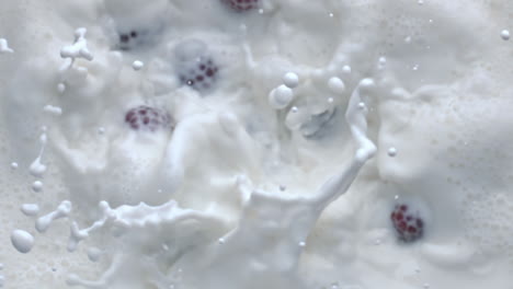 berries throwing splashing milk cocktail top view. liquid floating raspberries