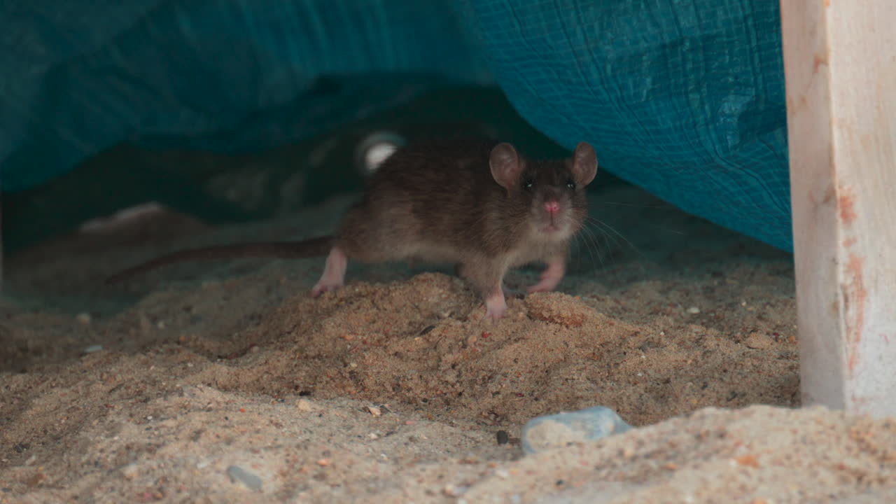Curious brown rat cautiously exploring a sandy area under a blue tarp