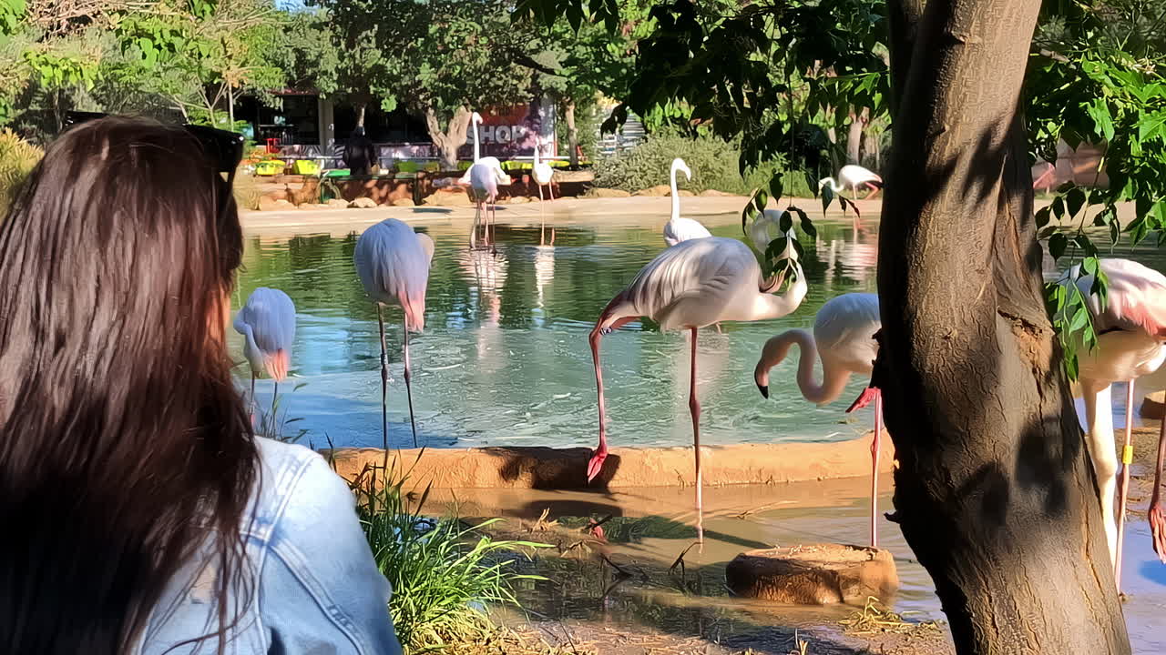 Flamingos by a pond in a zoo, Spata Greece, tranquil and scenic view