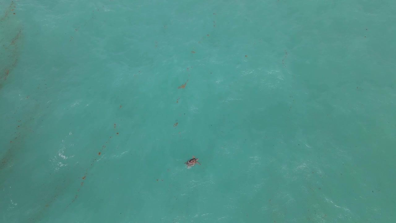 Tartaruga marina Honu che nuota tranquillamente nelle acque oceaniche di Cancun - Vista aerea.