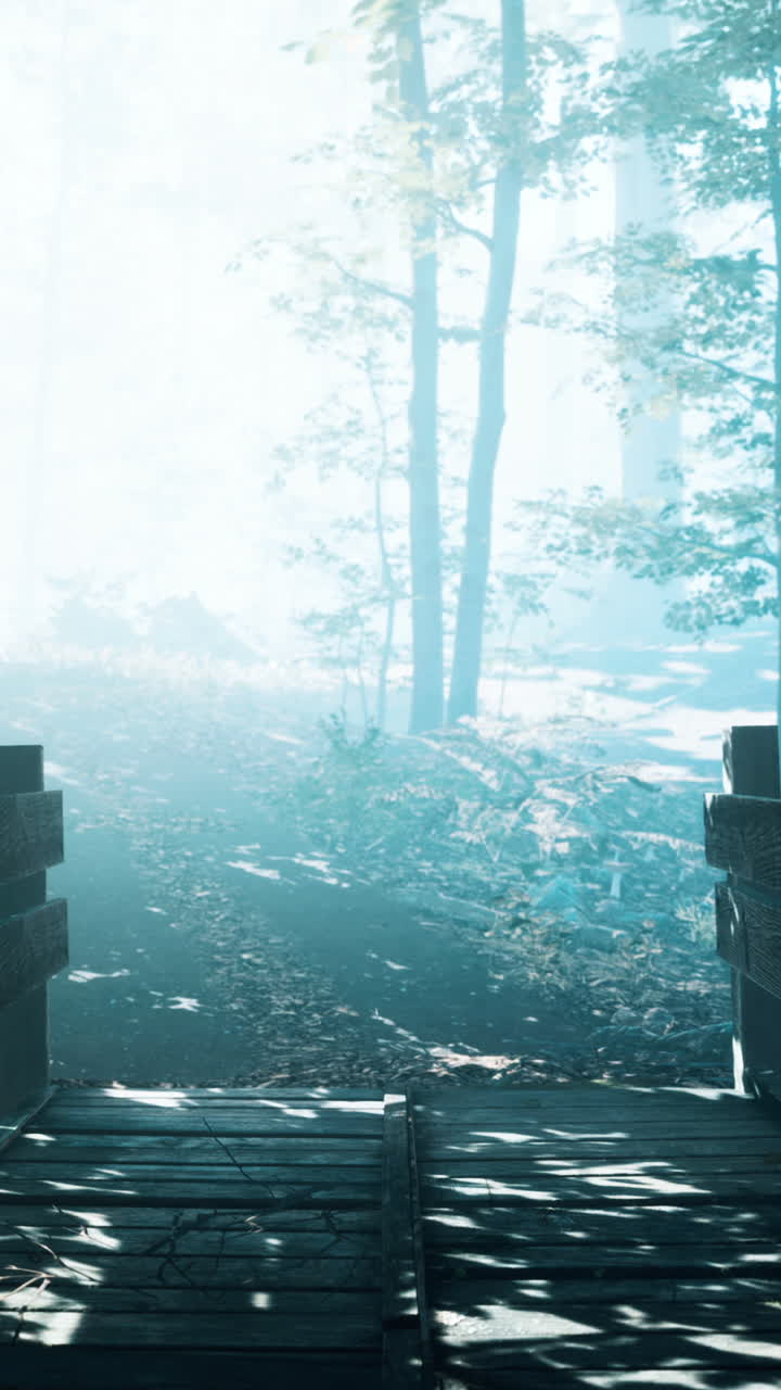 나무 다리와 함께 안개 숲 길