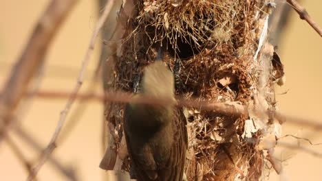 Kolibri-Wartet-Auf-Baum-Zum-Beten