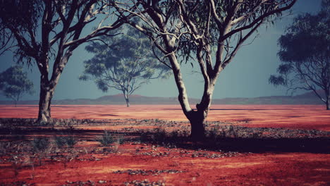 árbol de acacia en la sabana africana