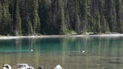 Ducks-peacefully-swimming-in-a-calm-turquoise-lake