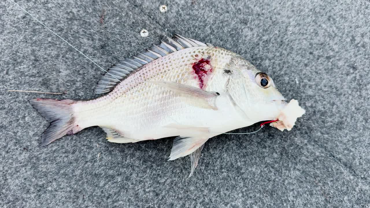 A fish lies on a boat deck, gasping for air, with subtle movements indicating distress