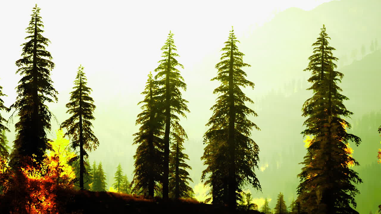Serene forest landscape with tall trees under soft sunlight at dusk
