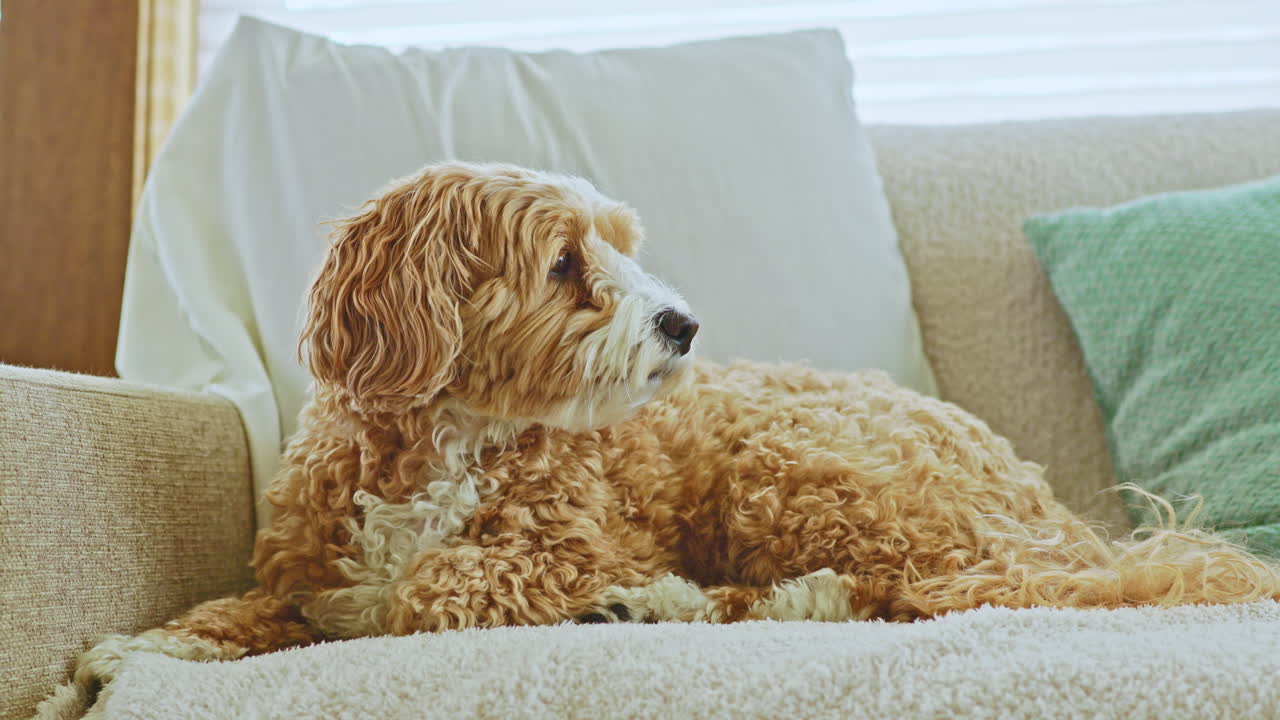Un incrocio tra Barboncino Toy e Havanese riposa su un divano in una stanza soleggiata con luce intensa che entra da una finestra durante il pomeriggio