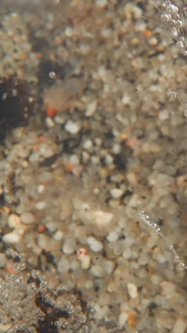 Clear water current sways stems of underwater plant and bubbles of oxygen rise up. Bottom of river with light quartz pebbles and wooden fragments