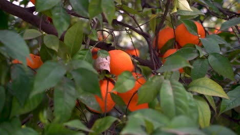 cerca de naranjas brillantes colgando dentro del árbol