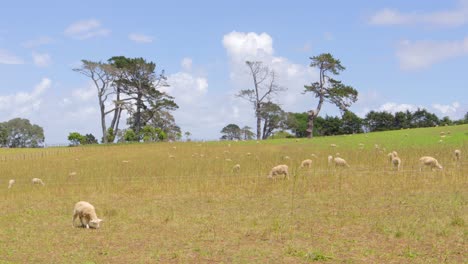 Paisaje-De-Ovejas-Animales-Blancos-En-Un-Campo-Brillante-Por-La-Tarde-Pastando-En-El-Campo-En-Cornwall-Park-En-Auckland,-Nueva-Zelanda