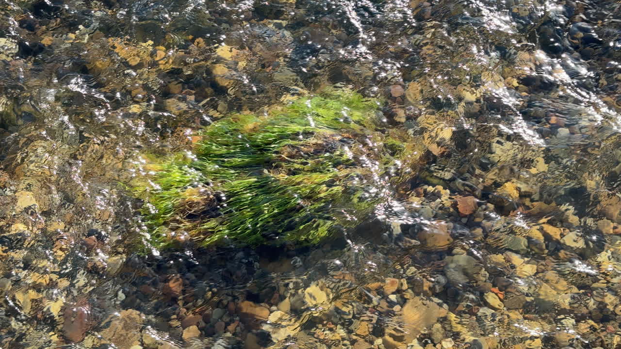 Alga verde brillante che si muove velocemente nel letto del fiume Arrow, Warwickshire, Inghilterra