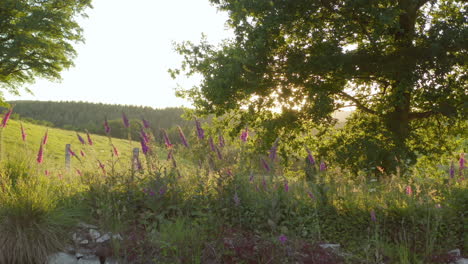 sunset over a meadow with foxgloves