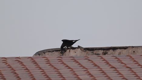 un pájaro cuervo destruyendo el techo de un edificio residencial