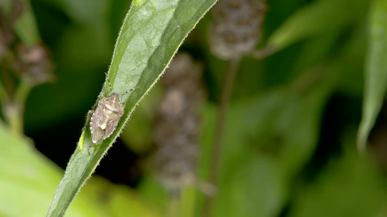 el insecto está en la hoja de una planta