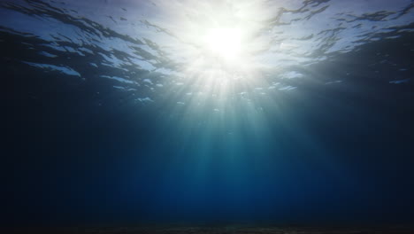 marine biodiversity with a relaxing ocean underwater background in summer