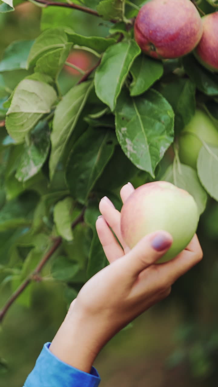 Young woman is inspecting and picking an ecological apple Vertical video
