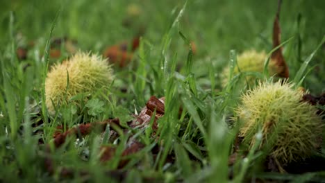 la recompensa del otoño: los erizos castaños anidados en el verde