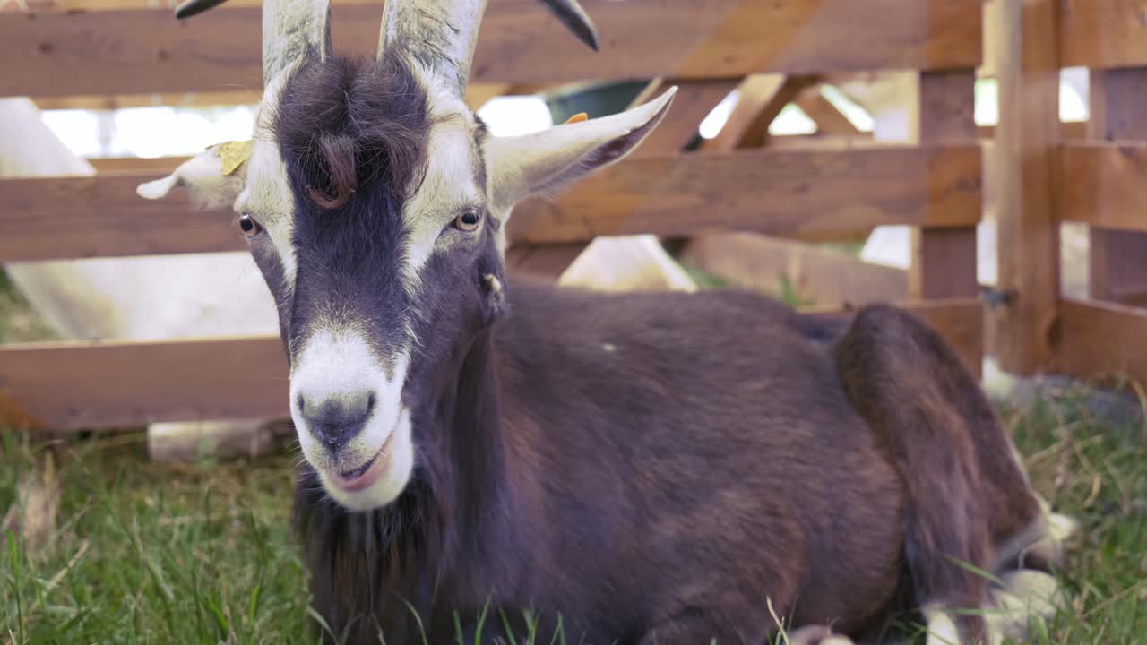 Capra cornuta dal volto marrone e bianco seduta in un recinto di legno a una festa nazionale.