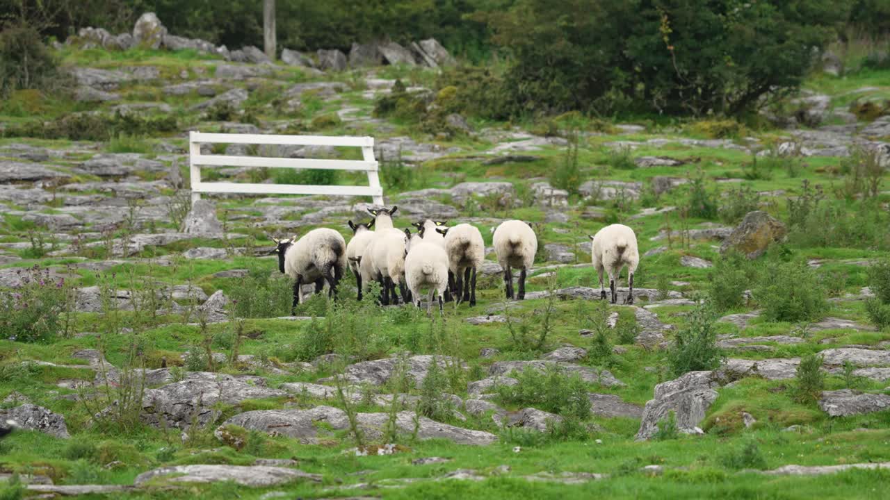 A dynamic action shot of a Border Collie running at speed, low to the ground, skillfully herding a flock of sheep across the rugged, rocky terrain of a traditional Irish farm