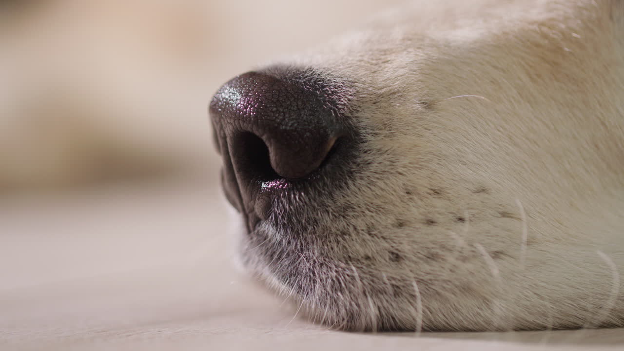 골든 리트리버 의 코 의 클로즈업
