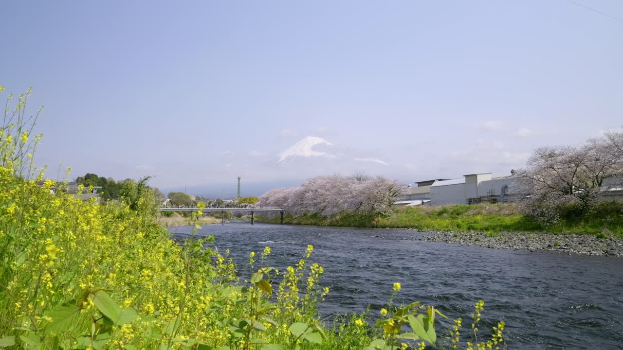 Wide open panorama over Mt. Fuji next to river with rapeseed flowers and Sakura