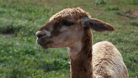 alpaca de pelo peludo en campo de hierba