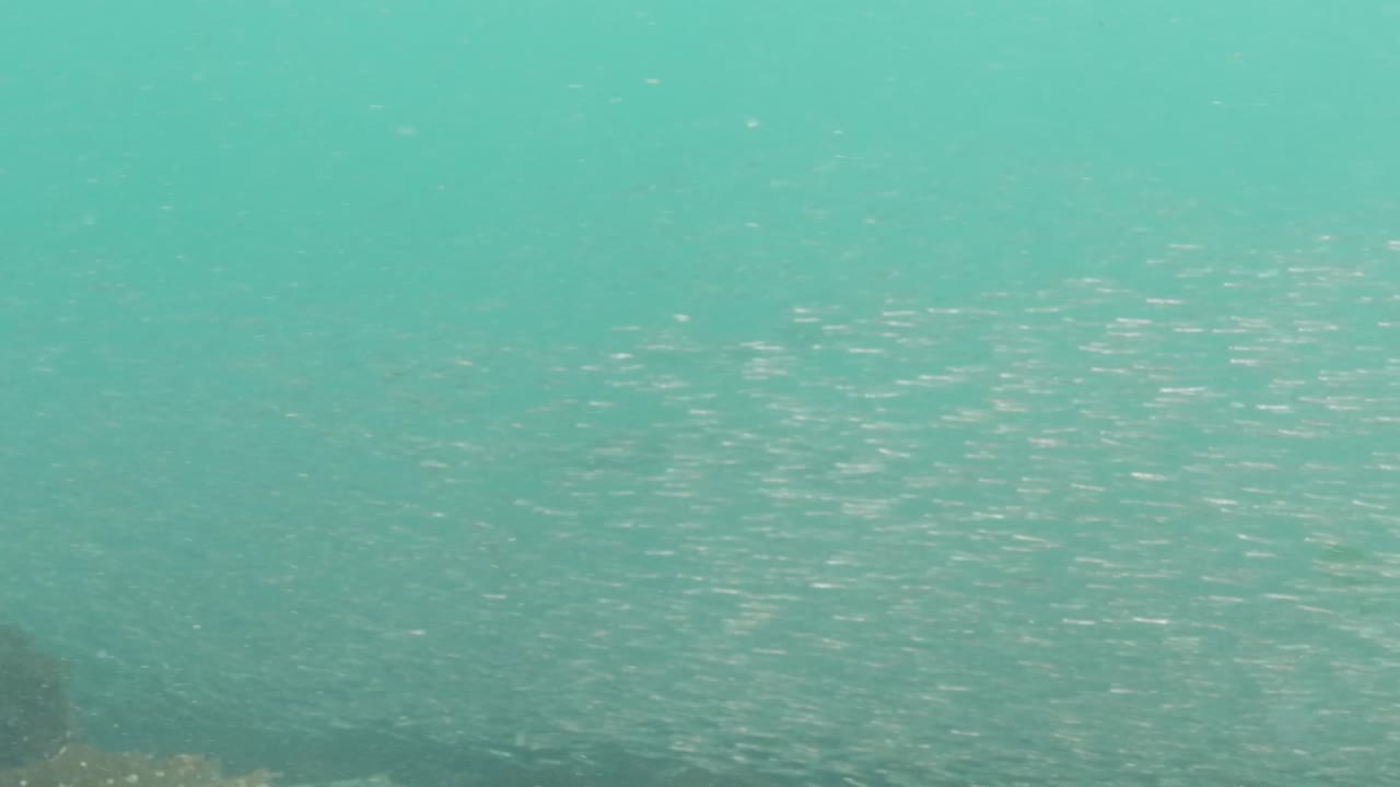 School of Surf Smelt in the Pacific Northwest in Canada.
