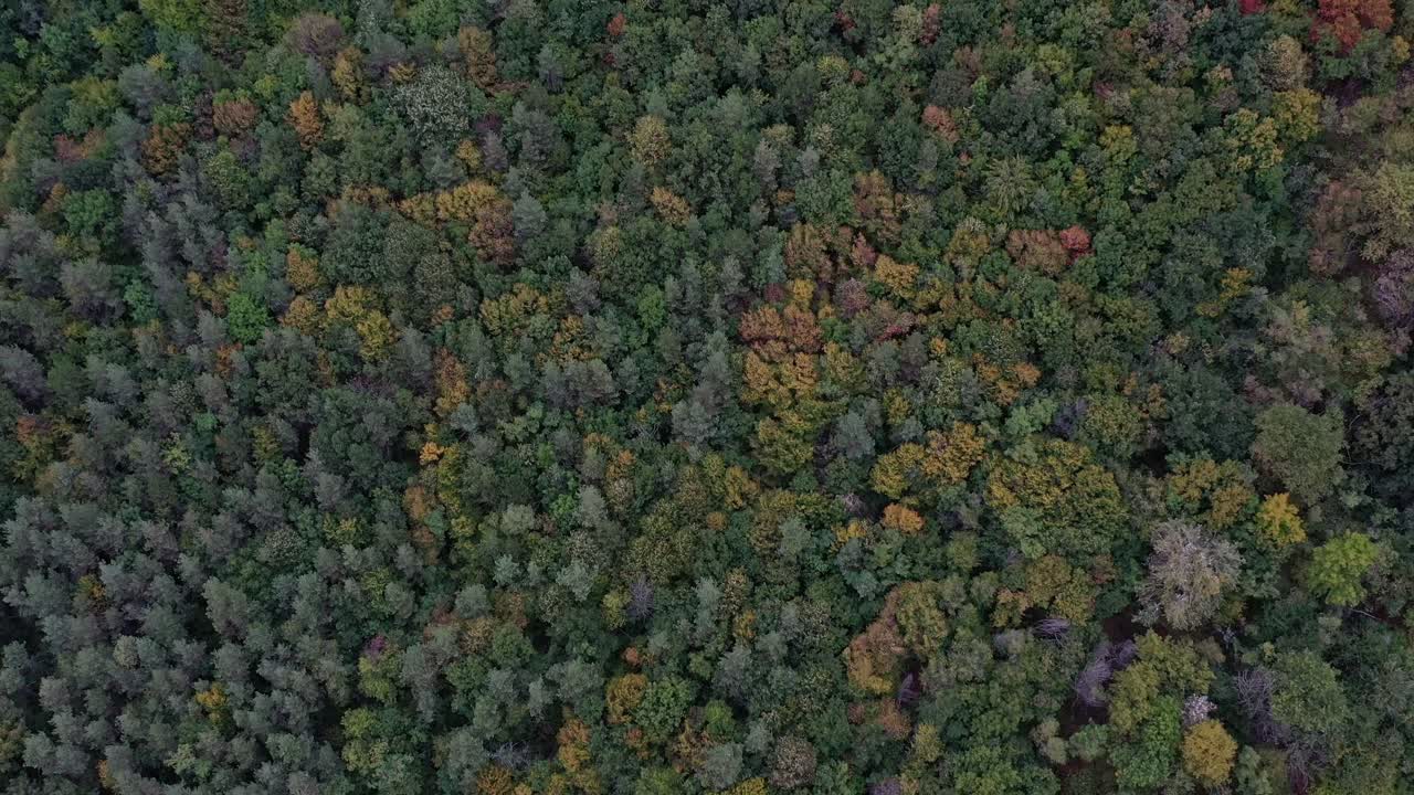 Aerial view of colorful trees in dense forest