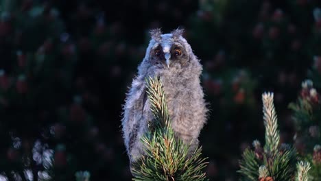 baby long eared owl perched on top of pine tree branch looking at camera