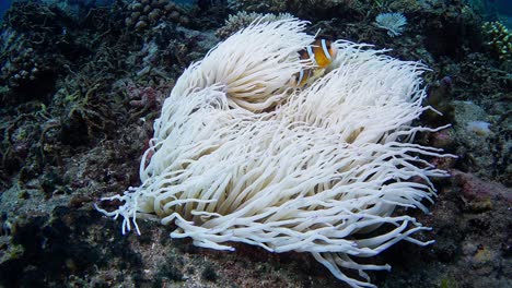 Nahaufnahme-Einer-Gebleichten-Weißen-Anemone-Aus-Warmem-Wasser-Aufgrund-Des-Klimawandels