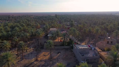 an aerial view of palm plantations in a village in iraq dates industry