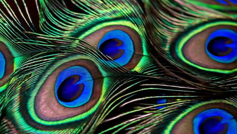 vibrant close-up of peacock feathers