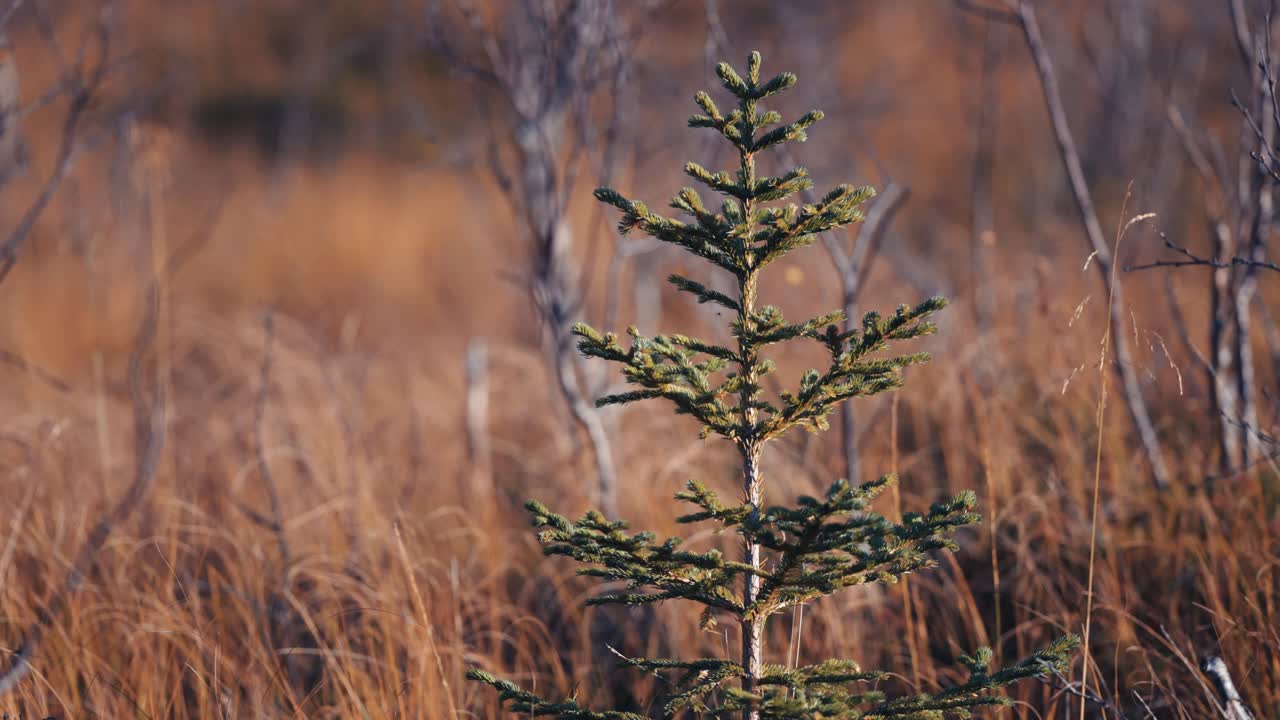 在草地裡的年輕松樹的近距離拍攝