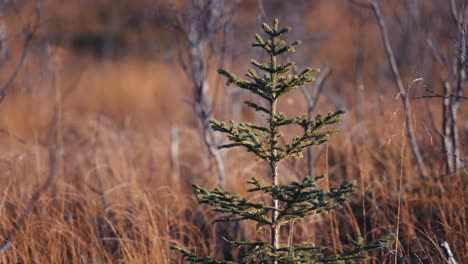 A-close-up-shot-of-the-young-pine-tree-in-the-grassy-field